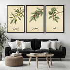 Set of 3 framed canvas triptych featuring botanical illustrations of olive, pine and walnut branches with Arabic calligraphy labels on a warm cream background, displayed above a neutral sofa in a modern living room.