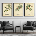Set of 3 framed canvas triptych featuring botanical illustrations of olive, pine and walnut branches with Arabic calligraphy labels on a warm cream background, displayed above a neutral sofa in a modern living room.